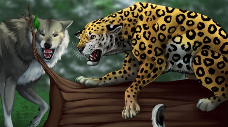 Scena konfliktu między lampartem a górnoplejstoceńskim konkurentem, wilkiem jaskiniowym. Rysunek W. Gornig (fragm.)
