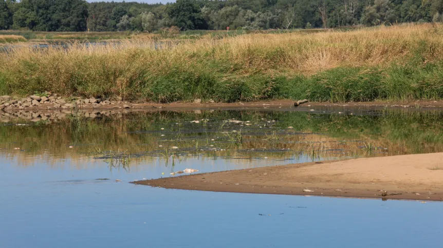 ), 11.08.2022. Śnięte ryby w Odrze w okolicy wsi Cigacice. PAP/Lech Muszyński