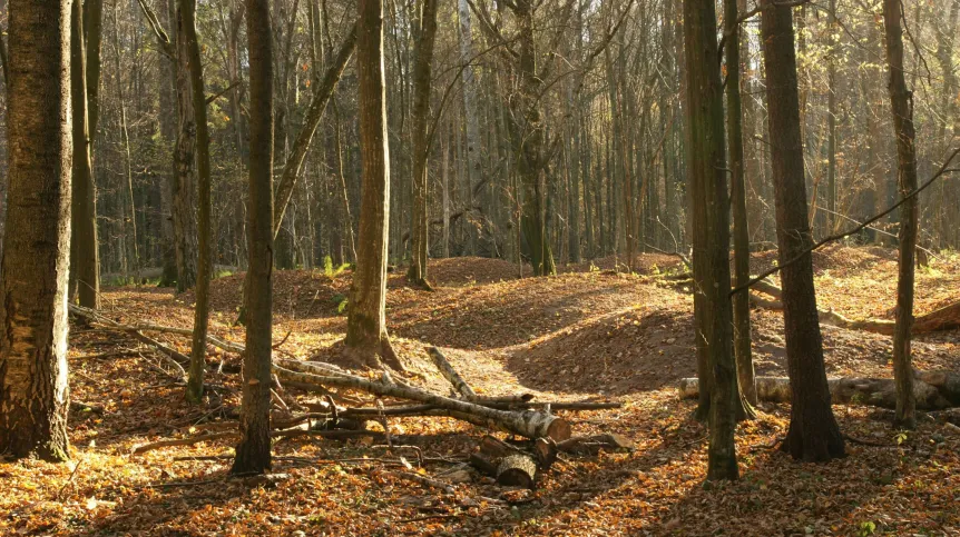 5.	Wczesnośredniowieczne cmentarzysko kurhanowe w uroczysku Szczekotowo. Jesień 2014 r. Fot. D. Krasnodębski
