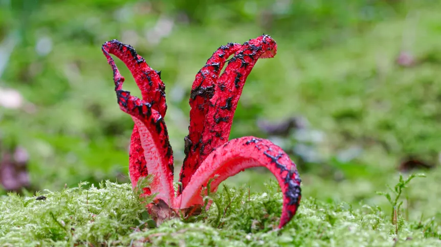 Okratek australijski (Clathrus archeri). Fot. Adobe Stock