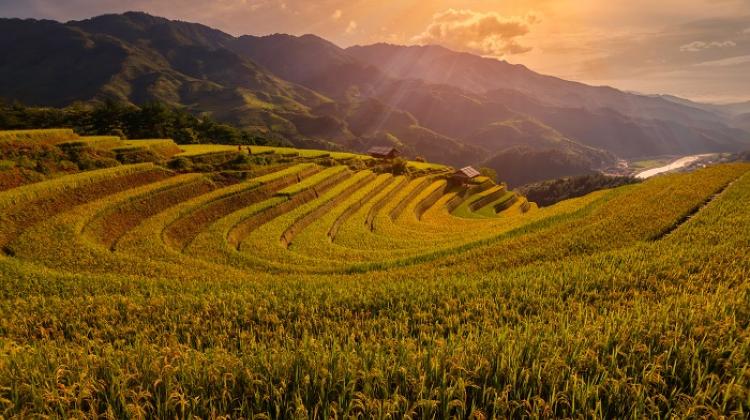 Uprawy ryżu w Mucangchai, na północy Wietnamu; Adobe Stock