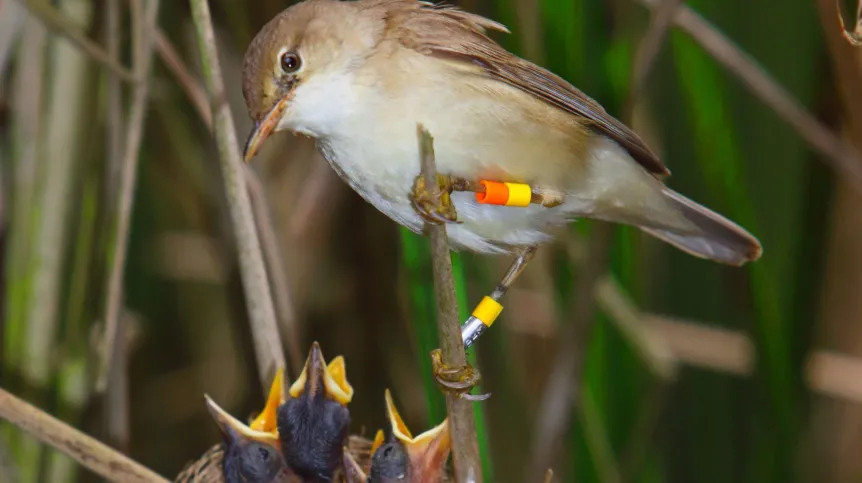 Zdjęcie trzcinniczka przy gnieździe z pisklętami, fot. Artur Homan
