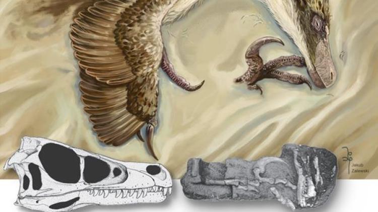 Wyobrażenie artystyczne dromeozauryda Shri devi w pozycji pośmiertnej (Autor: Jakub Zalewski). Rekonstrukcja czaszki oraz okaz dromeozauryda Shri devi. Autor: Łukasz Czepiński