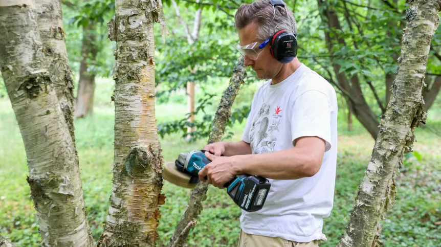 13.07.2023. Na zdjęciu dendrolog, architekt krajobrazu, kierownik SGGW Arboretum w Rogowie Piotr Banaszczak czyści pnie drzew w Arboretum SGGW w Rogowie w woj. łódzkim. Zabieg polegał na mechanicznym usunięciu - przy użyciu szlifierki kątowej - nalotu brudu i glonów, pokrywających pnie dorosłych drzew o gładkiej, dekoracyjnej korze. PAP/Marian Zubrzycki
