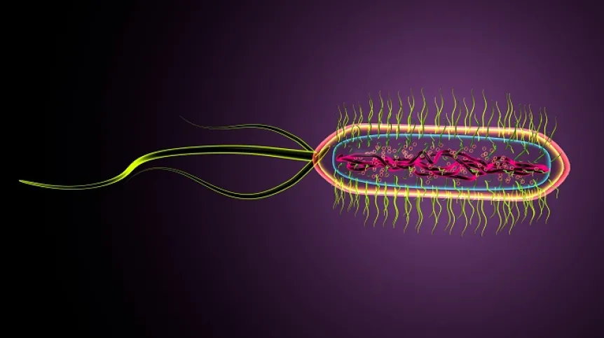 Bakteria E. coli. Źródło ilustracji: Adobe Stock