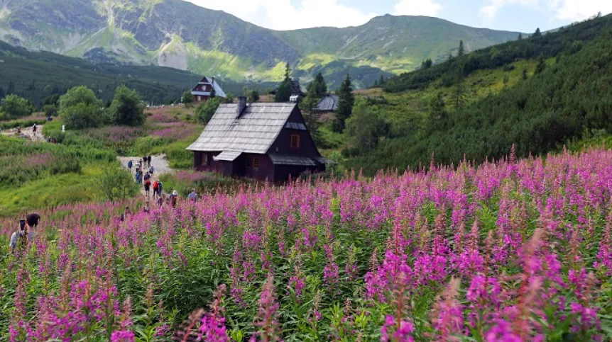 Tatry, Hala Gąsienicowa, 11.08.2023. Kwitnąca wierzbówka kiprzyca. PAP/Grzegorz Momot