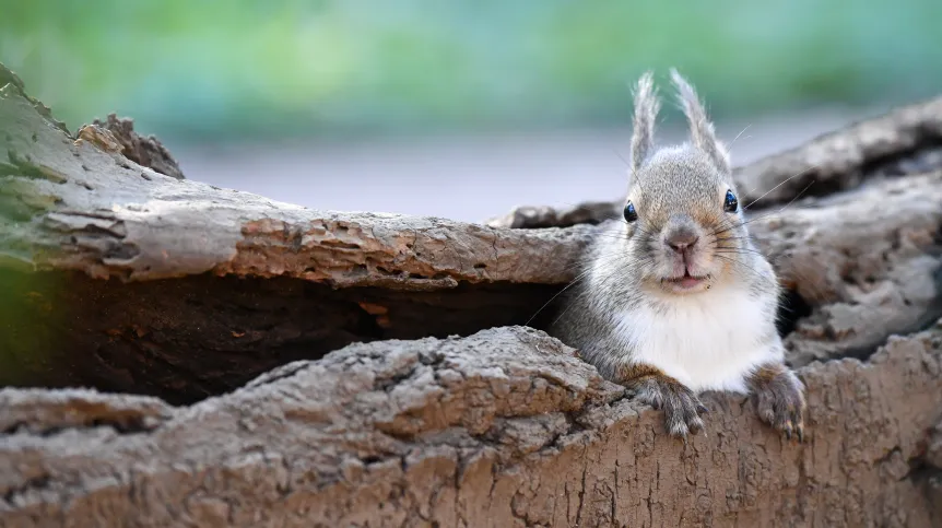 Wiewiórka japońska (Sciurus lis). Fot. Adobe Stock