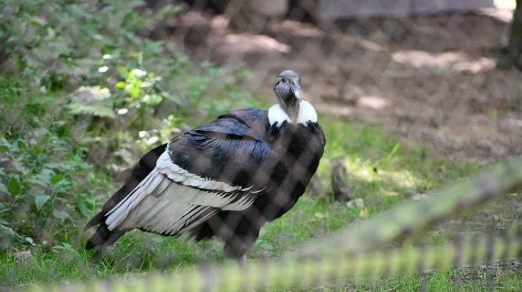 Kondor w zoo w Krakowie, 8 sierpnia 2023. Ptak został przetransportowany do Ameryki Południowej, gdzie ma pomóc w próbie odnowienia populacji tego gatunku w Andach. PAP/Art Service