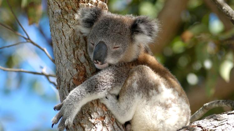 Współczesny koala. Fot. Adobe Stock