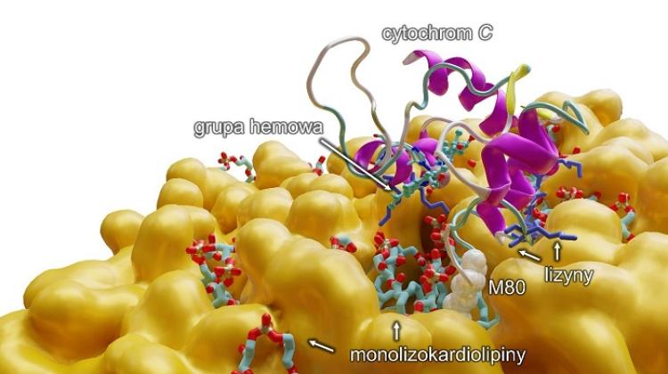 Modelowanie komputerowe ukazujące na poziomie molekularnym oddziaływanie monolizokardiolipiny z cytochromem c. Źródło ilustracji: UMK