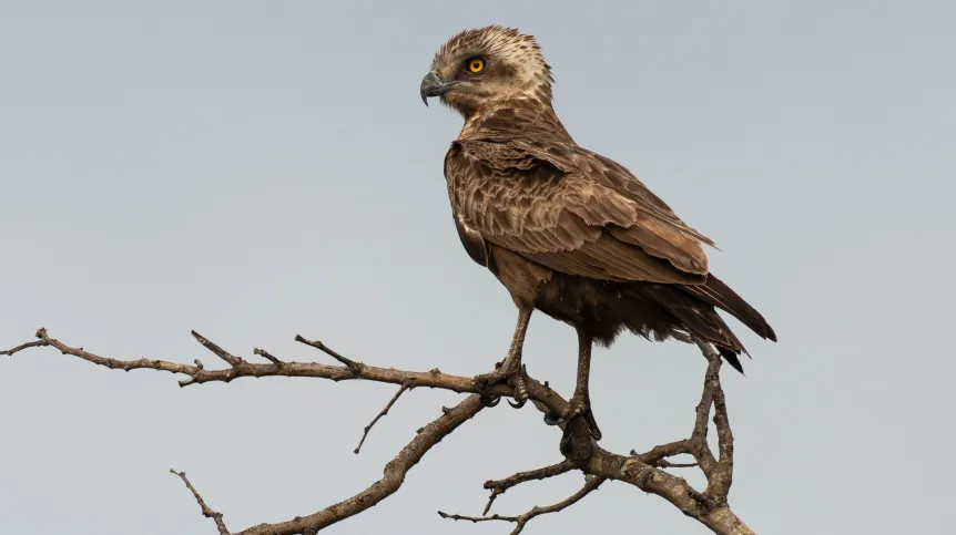 Gadożer brunatny. Fot. Adobe Stock