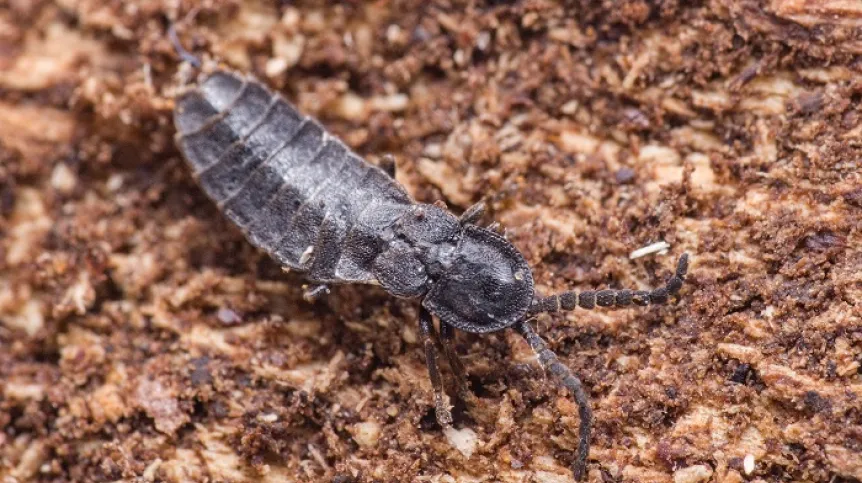 Phosphaenus hemipterus Radim Gabriš (Zlaté Hory, Czechy). Źródło: Jakub Goczał