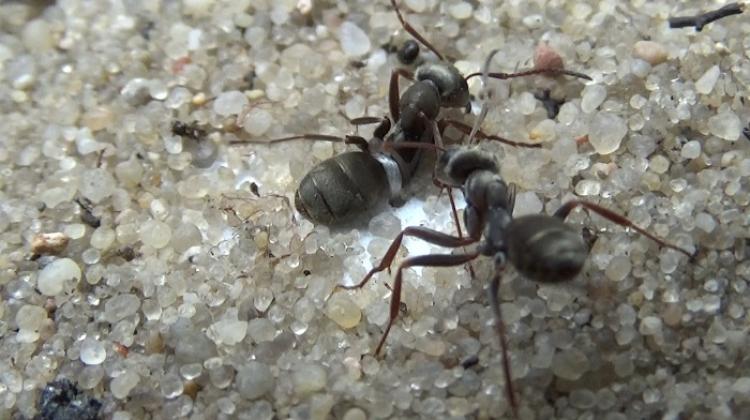 Akcja ratunkowa pierwomrówek żwirowych (Formica cinerea), podczas której ratowniczka ciągnie uwięzioną mrówkę za nogę. Autor Filip Turza