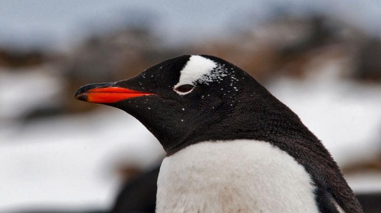 Pingwin białobrewy. Fot. Adobe Stock