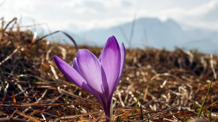 29.02.2024. Krokusy na łące w Tatrach, 29 bm. Pojawiły się pierwsze kwitnące krokusy na tatrzańskich łąkach, jest to niezwykle rzadkie zjawisko o tej porze roku. PAP/Grzegorz Momot