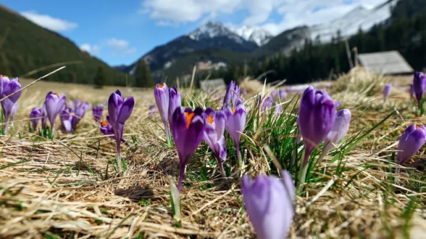 Tatry, Dolina Chochołowska, 26.03.2024. Krokusy kwitnące na polanie w Dolinie Chochołowskiej w Tatrach. PAP/Grzegorz Momot