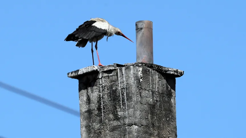 Poronin (woj. małopolskie) 18.05.2022. Bocian w spalonym gnieździe na kominie budynku piekarni w miejscowości Poronin, 18 bm. Pożar w kominie, doprowadził do spalenia gniazda. Bytujące tam bociany ocalały jednak dwa złożone jaja zostały zniszczone. (aldg) PAP/Grzegorz Momot