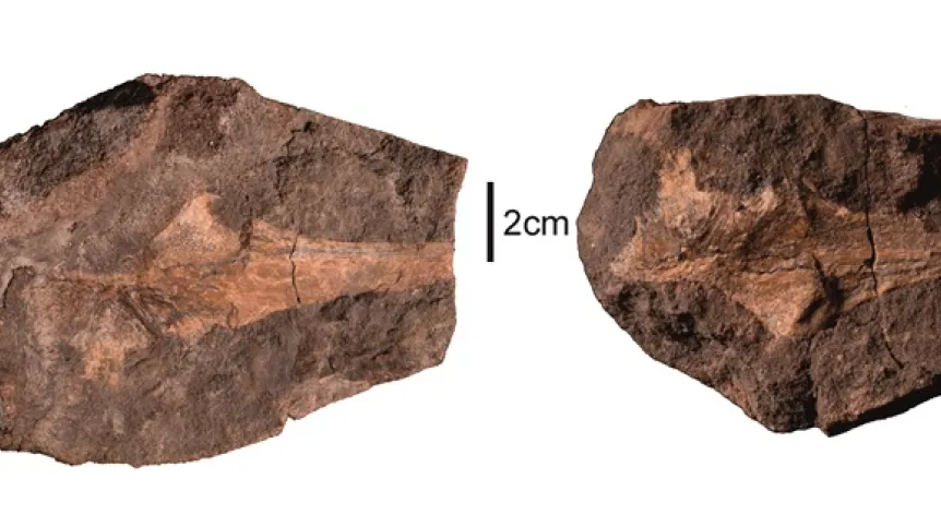 Szczątki kręgowców ze Stryczowic (fragment). Archiwum autorów publikacji.