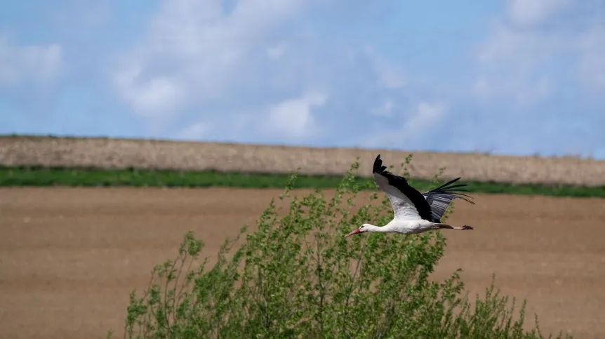 06.04.2024. Bocian (Ciconia ciconia) w Maćkowicach. PAP/Darek Delmanowicz