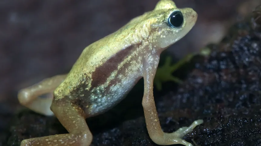 Ropucha Kihansi (Nectophrynoides asperginis). Fot. Adobe Stock