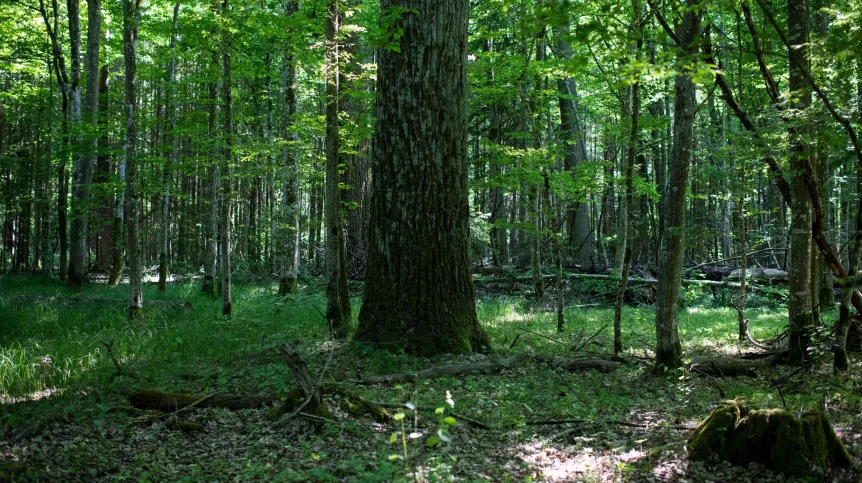 Fot. Puszcza Białowieska, woj. podlaskie, 27.05.2024. N/z pejzaż leśny Puszczy Białowieskiej. PAP/Michał Zieliński