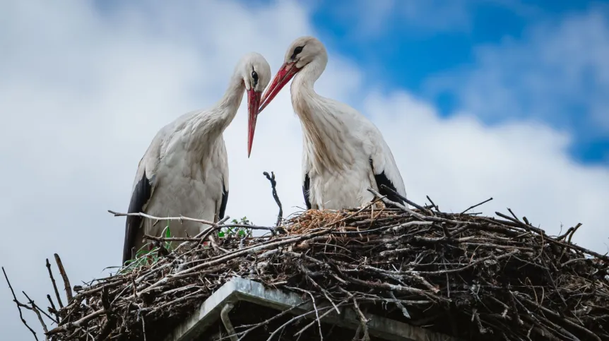 Fot. Adobe Stock