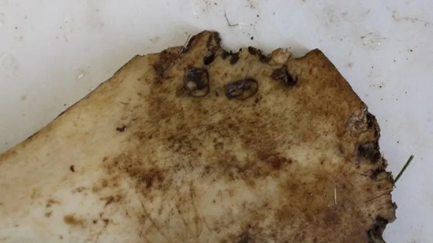 Zagłębienia po obu stronach, przypisywane drapieżnemu kotowi, fot. Thompson et al., 2025, PLOS One, CC-BY 4.0 (https://creativecommons.org/licenses/by/4.0/)