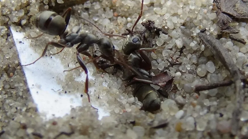 Zachowanie ratunkowe mrówek z gatunku Formica cinerea - ratowniczka ciągnie uwięzioną w piasku towarzyszkę za odnóże