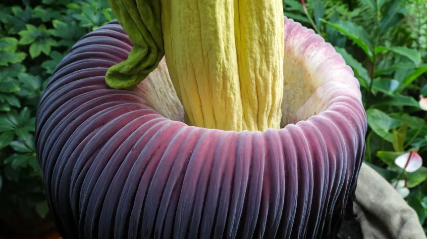 05.08.2025. Kwitnące dziwidło olbrzymie (Amorphophallus titanum) w Ogrodzie Botanicznym Uniwersytetu Warszawskiego, 5 bm. Określana jako najbardziej śmierdzący kwiat świata roślina zakwitła w stołecznym ogrodzie botanicznym po raz drugi. Dziwdło olbrzymie pochodzi z lasów równikowych Sumatry. Kwiatostan, który wydziela przyciągający owady zapach padliny, może osiągać trzy metry wysokości i ponad 1,5 metra szerokości. (sko) PAP/Tomasz Gzell 