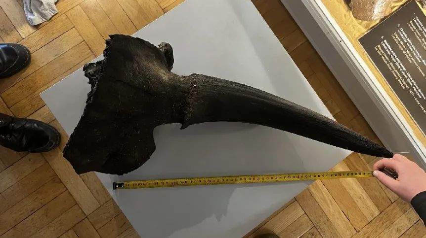 źródło: Muzeum Ziemi PAN