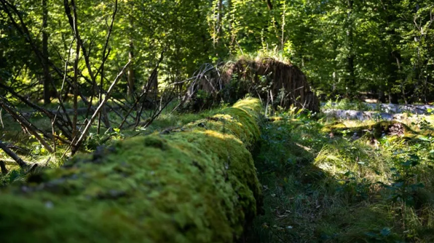 Puszcza Białowieska, woj. podlaskie, 24.09.2025. Pierwszy dzień jesieni w Puszczy Białowieskiej, 24 bm. PAP/Michał Zieliński
