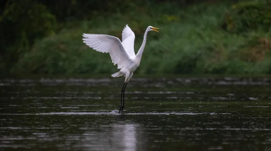 14.09.2025. Czapla biała (Ardea alba). PAP/Darek Delmanowicz