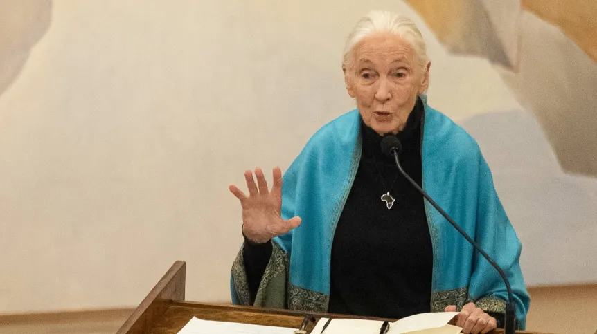 Dr Jane Goodall. 09.08.2024 Santiago (Chile).  Fot. EPA/AILEN DIAZ. Dostawca: PAP/EPA.