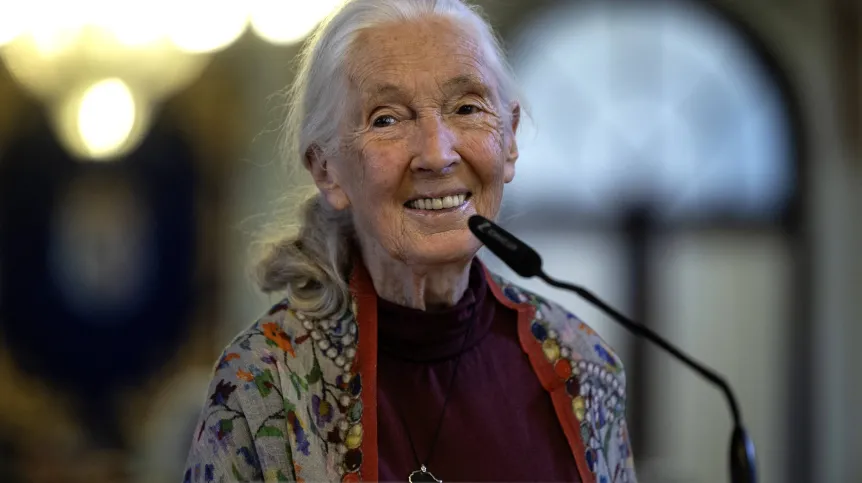 2.05.2025 r. Malaga (Hiszpania). Dr Jane Goodall. Fot. EPA/JORGE ZAPATA Źródło: PAP/EPA.