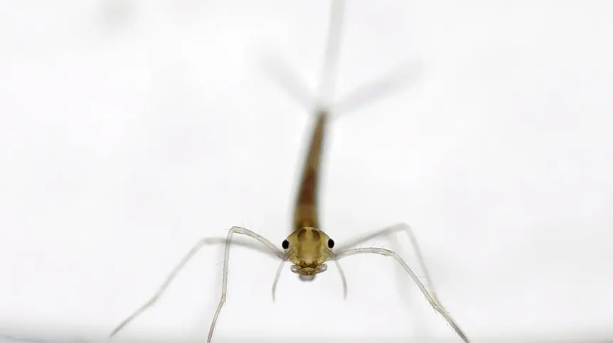 Fot: pałątka pospolita (Lestes sponsa)  fot. Ulf Norling, Lund, Szwecja.