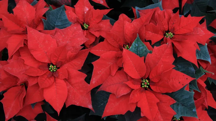 3.11.2009. PAP/Lech Muszyński