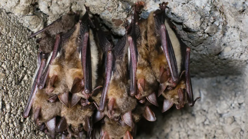  Pniewo (pow. międzyrzecki), 10.01.2026. Liczenie nietoperzy w podziemiach Międzyrzeckiego Rejonu Umocnionego. PAP/Lech Muszyński