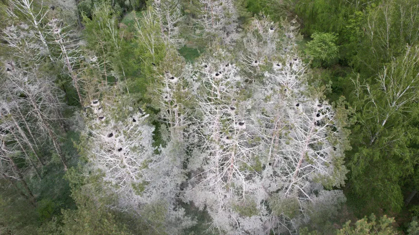 Kolonia kormoranów na jez. Gołdopiwo na Mazurach. Żródło: A. Zbyryt