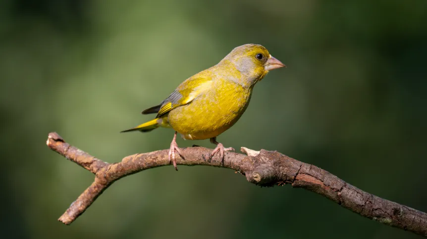 Dzwoniec zwyczajny. (Chloris chloris). Fot. Adobe Stock