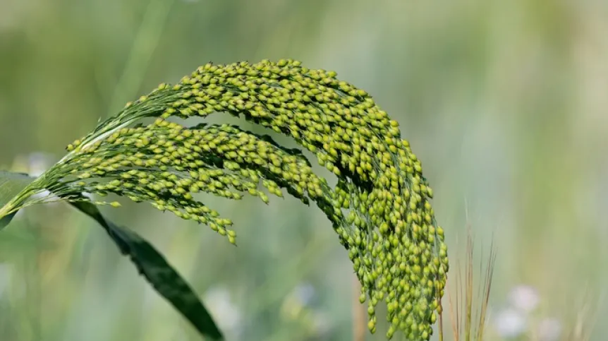 współczesne proso, fot. Adobe Stock