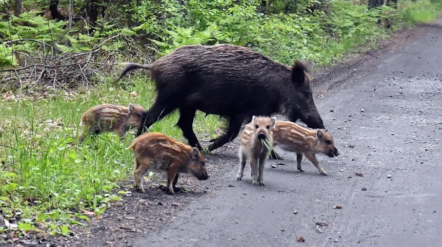 15.05.2020 PAP/Marcin Bielecki