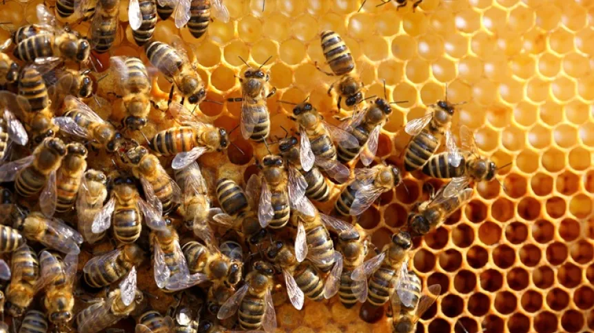 Adobe Stock