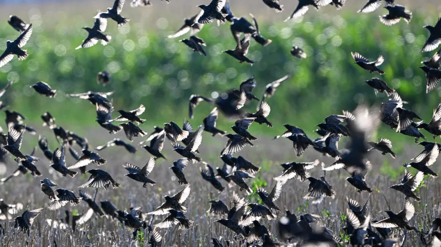  Stubno, 12.08.2026. Szpaki (Sturnus vulgaris).  PAP/Darek Delmanowicz