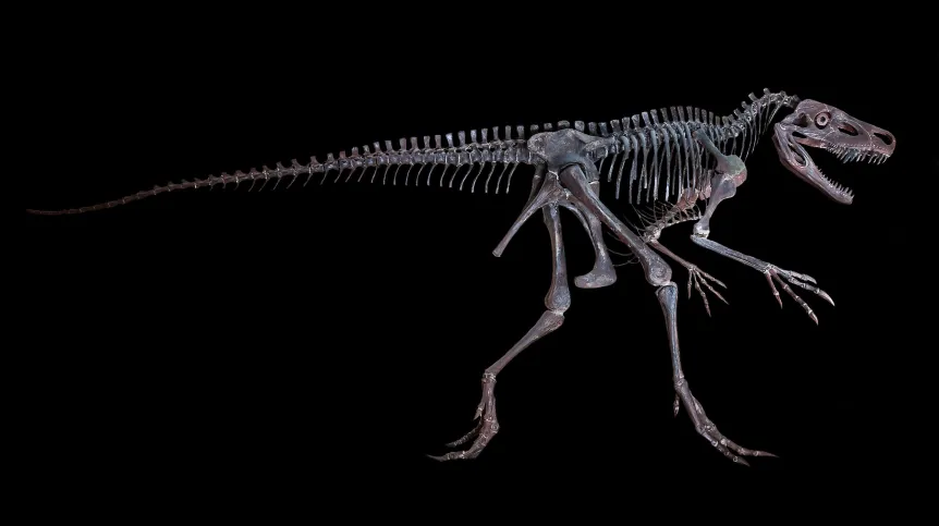 Smok wawelski – rekonstrukcja szkieletu gada naczelnego. Ze zbiorów Muzeum Ewolucji Instytutu Paleobiologii PAN. Fot. materiały prasowe