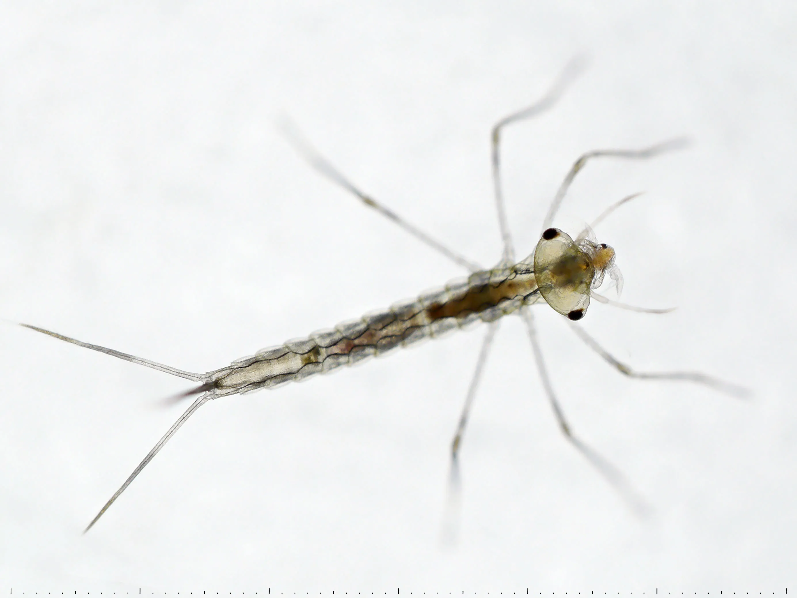 larwa badanego gatunku ważki pałątki pospolitej (Lestes sponsa), fot. Ulf Norling