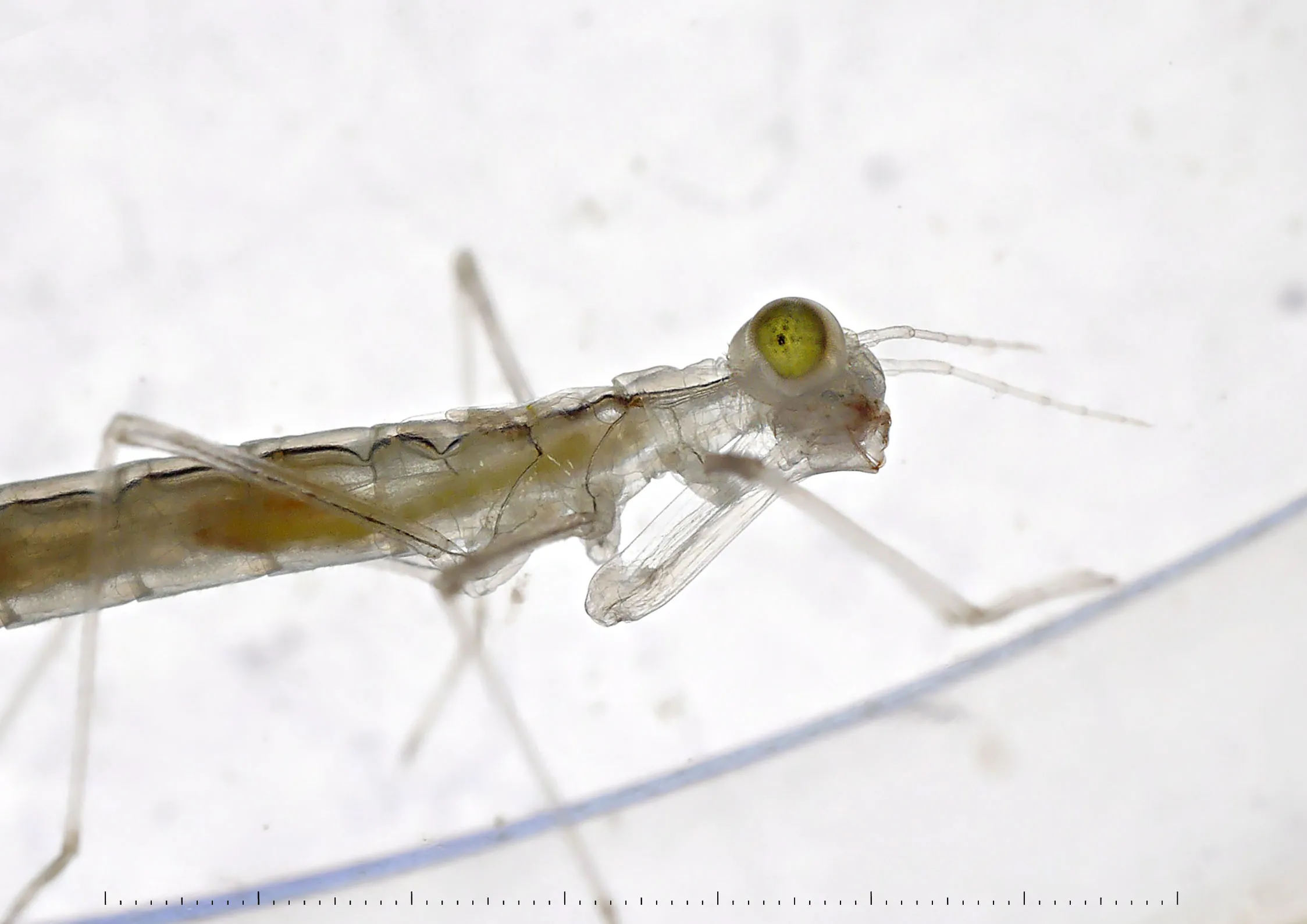 larwa badanego gatunku ważki pałątki pospolitej (Lestes sponsa), fot. Ulf Norling