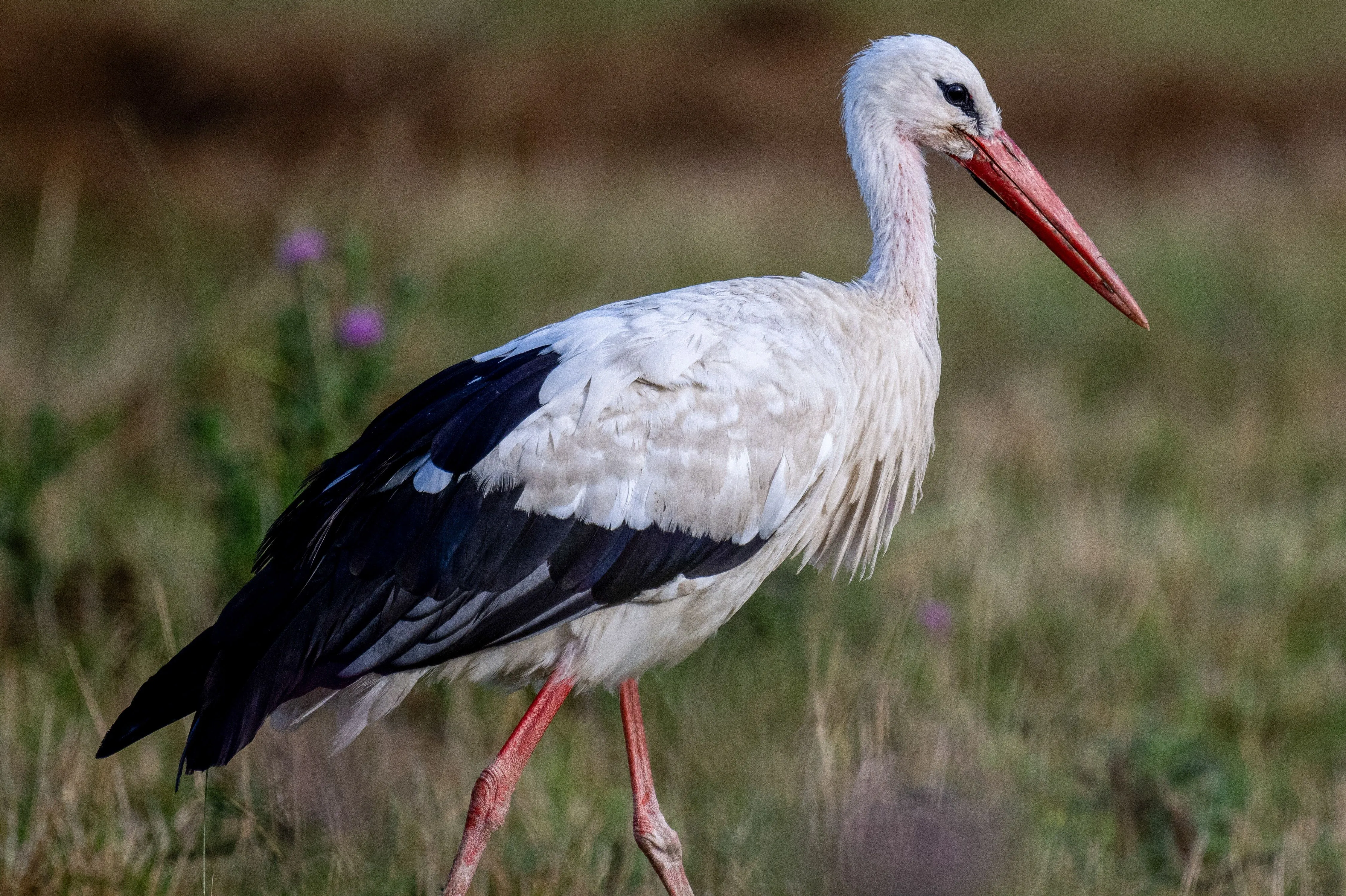 03.07.2024. Bocian biały (Ciconia ciconia). PAP/Darek Delmanowicz