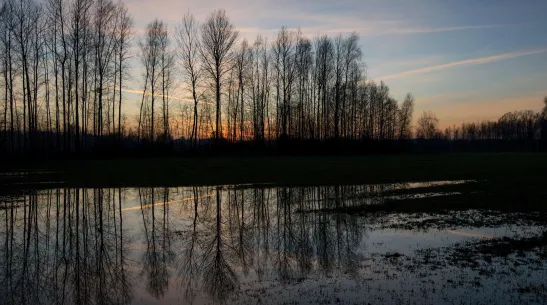 Puszcza Białowieska, 26.12.2017. Polana leśna w Puszczy Białowieskiej w pobliżu Narewki. PAP/Michał Zieliński
