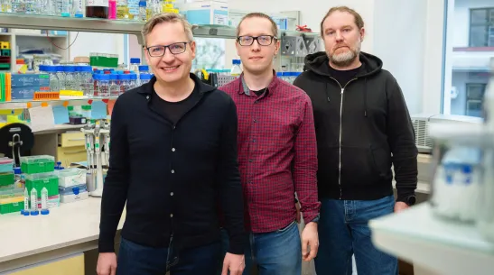 Prof. Andrzej Dziembowski, IIMCB i Wydział Biologii UW (z lewej) dr Paweł S. Krawczyk, IIMCB, dr Seweryn Mroczek, Wydział Biologii UW, IIMCB. Fot. IIMCB