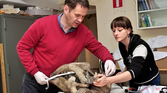 Prof. Rafał Kowalczyk i dr Emilia Hofman-Kamińska wykonujący pomiary czaszki żubra X w kolekcji Muzeum Zoologicznego Uniwersytetu w Lund, Szwecja. Fot. materiały prasowe